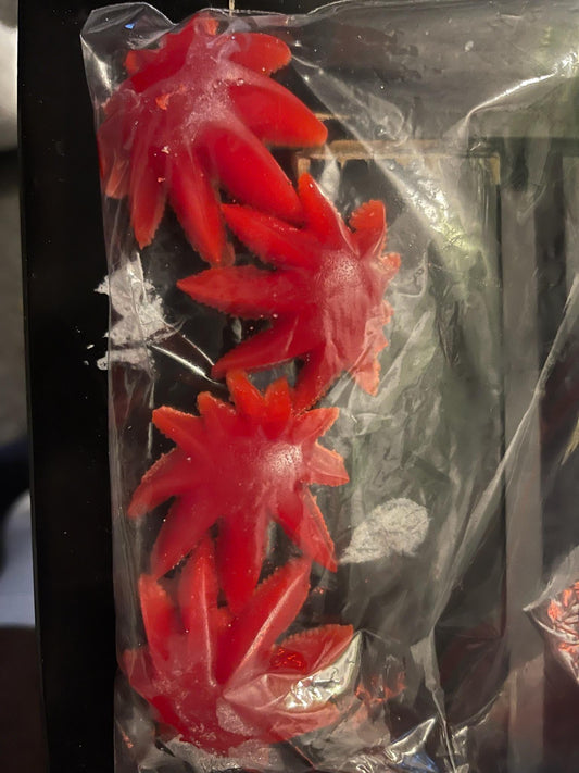 Homemade Gummies Starfish